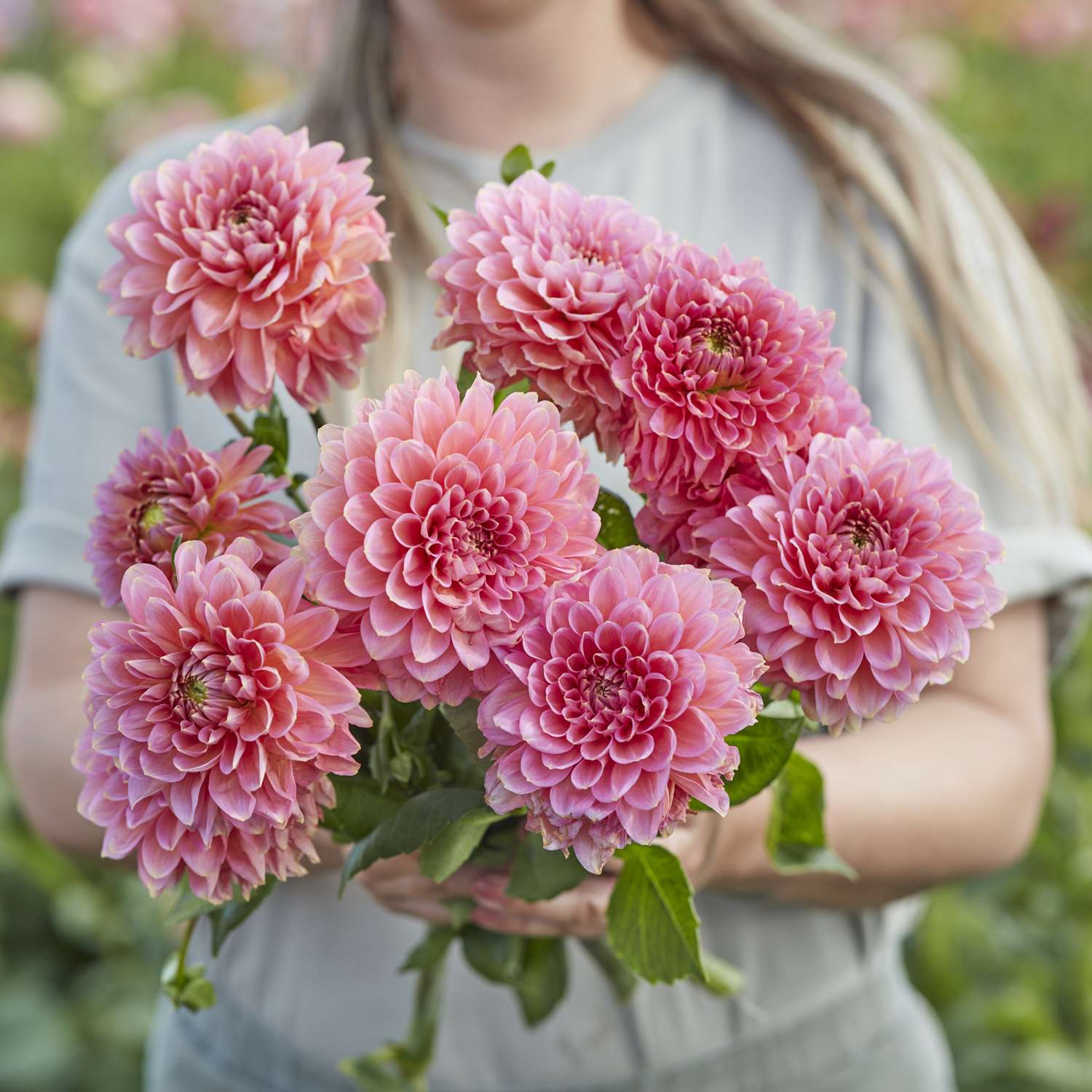 Dahlie 'Rina Bredie'